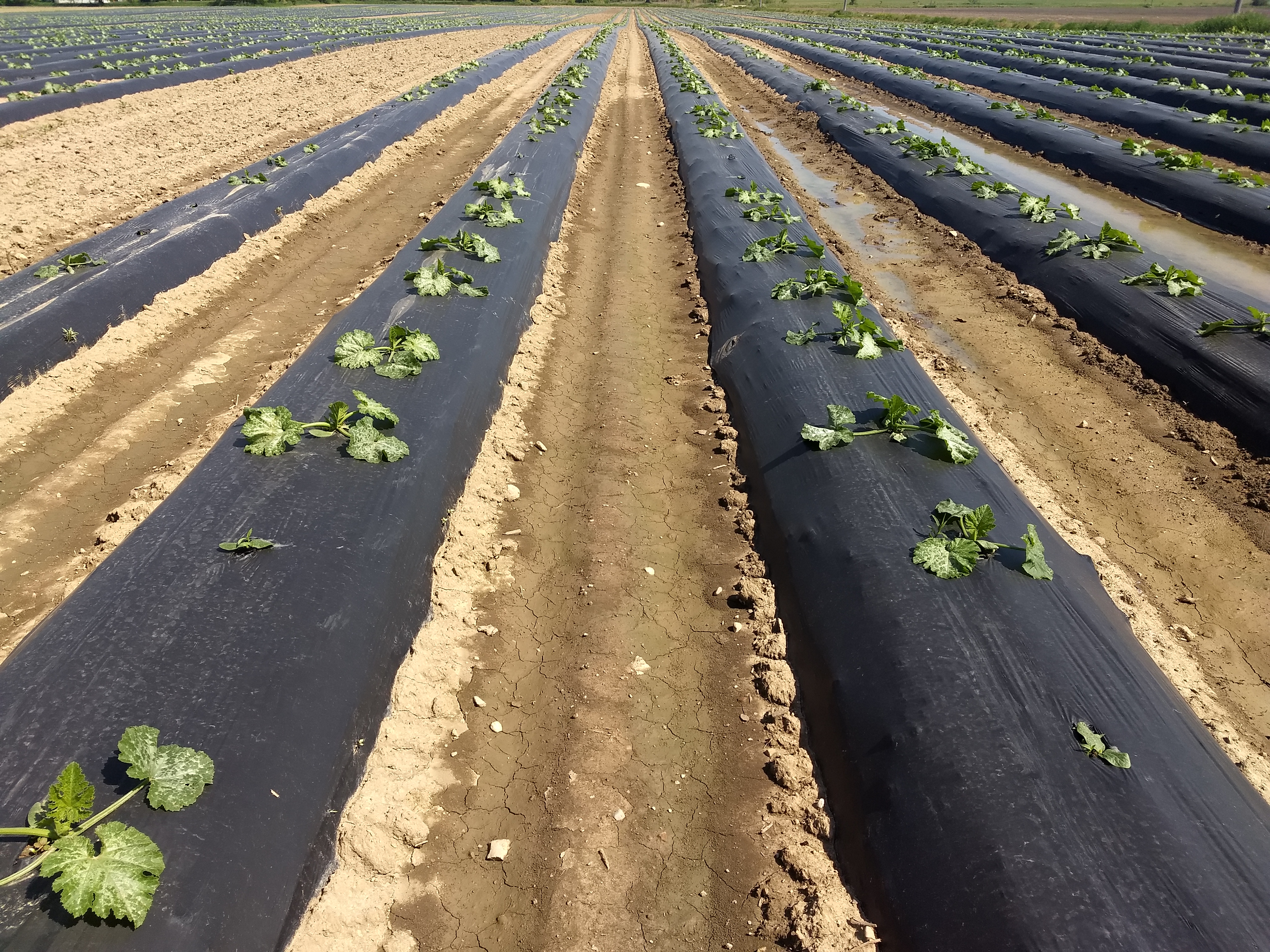 Young summer squash seedlings